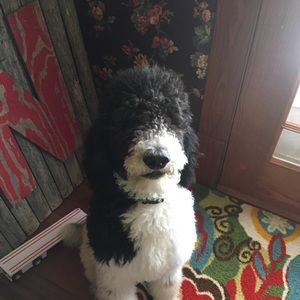 Meet your Posher, Brayden